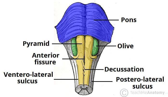 Figure 3.4: Anterior view of the medulla showing pyramids, olives, and cranial nerve exits.