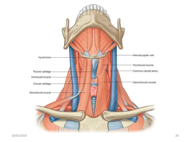 [IMAGE PLACEHOLDER: Anterior view of the neck exposing the Infrahyoid (Strap) muscles. Shows the Hyoid bone, Thyroid cartilage, Omohyoid, Sternohyoid, Thyrohyoid, and Sternothyroid muscles, alongside the IJV and Carotid artery.]