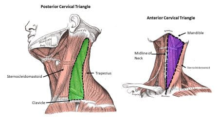 [IMAGE PLACEHOLDER: Anterior view of the neck illustrating the Sternocleidomastoid muscle dividing the neck into the Anterior and Posterior Triangles, mapped with their specific subdivisions]