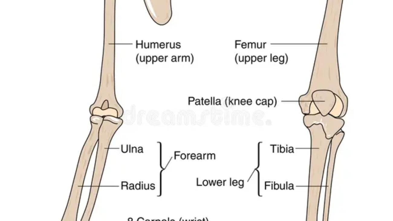 Associated Structures