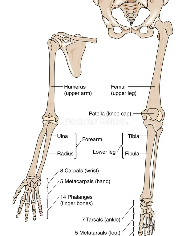 Associated Structures