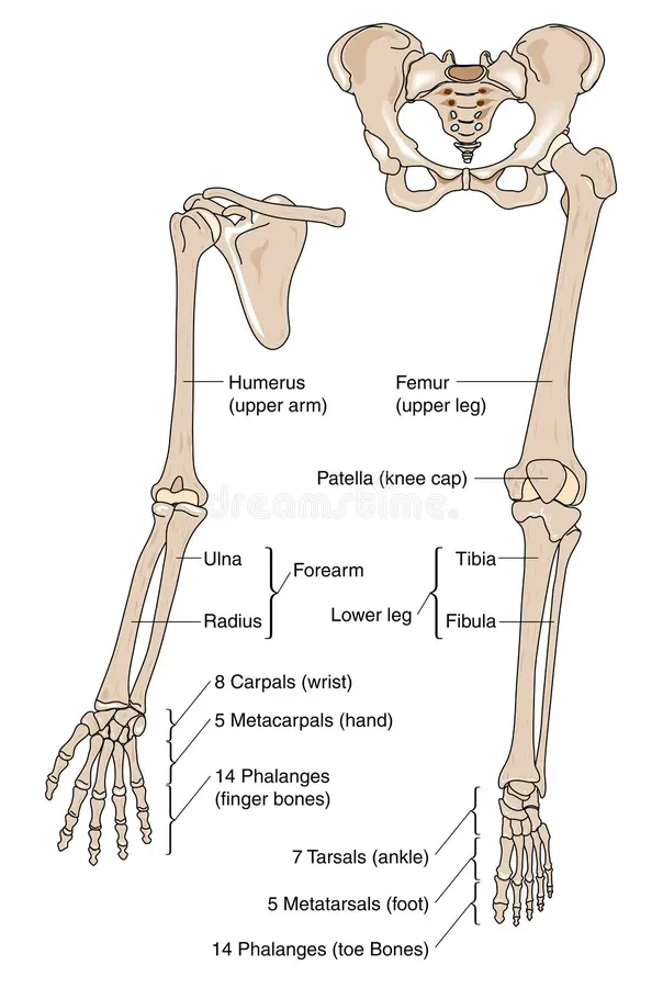 Associated Structures