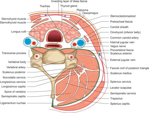 Axial cross-section of the neck showing investing, pretracheal, and prevertebral fascial layers