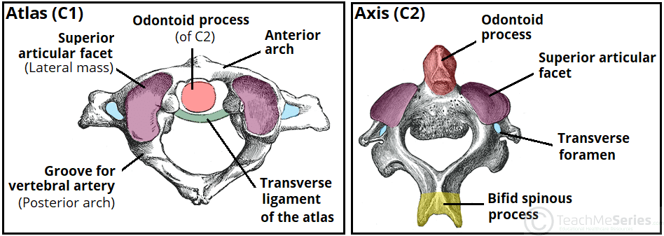 [IMAGE PLACEHOLDER: Visual comparison of the Atlas (C1) ring structure, the Axis (C2) highlighting the Dens, and the articulation complex showing how C1 pivots on C2]