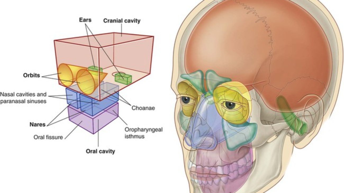 Cavities & Passageways