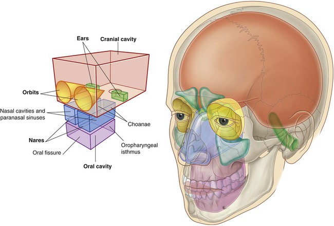 Cavities & Passageways