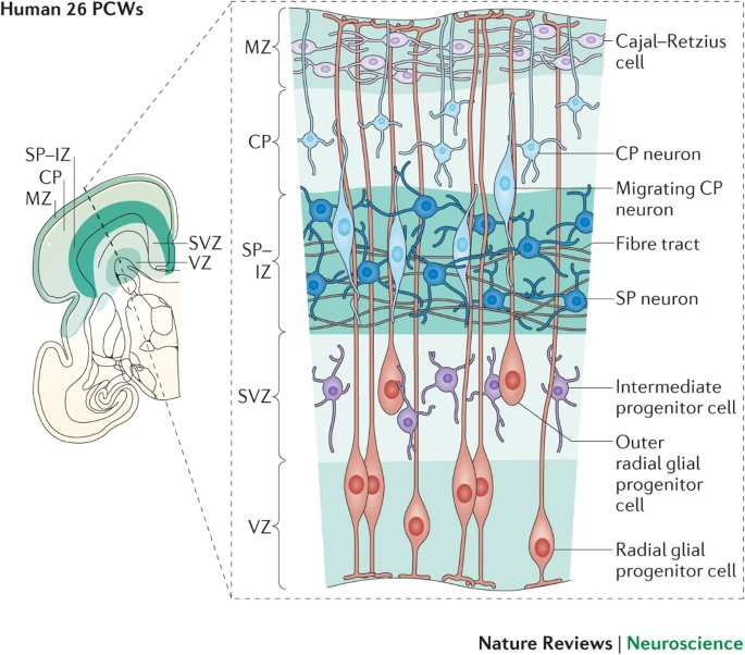 Figure 3: Cellular Proliferation, Migration & Histogenesis