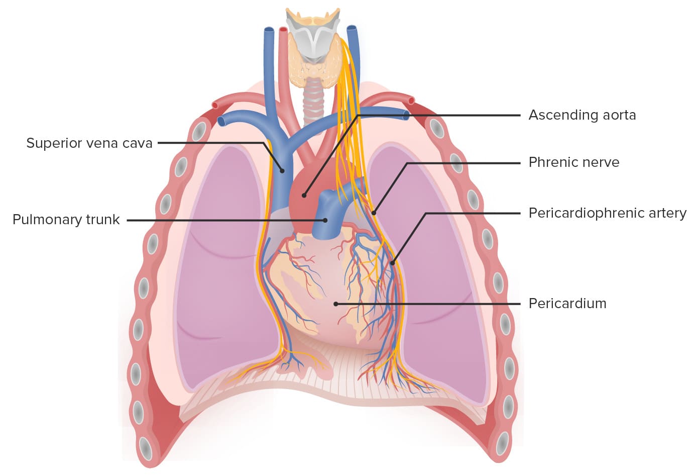 Middle Mediastinum showing Heart enclosed in pericardium, Ascending Aorta, Pulmonary Trunk, and Great Veins