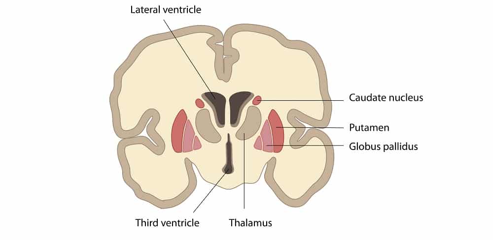 Figure 1.4: Coronal section showing basal ganglia: caudate nucleus, putamen, and globus pallidus.