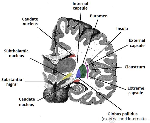 Figure 1.3: Coronal section showing internal capsule and basal ganglia relationships.