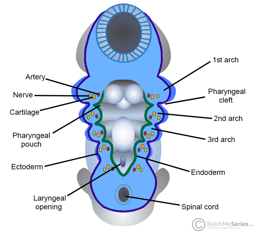 Cross-section diagram showing Ectoderm (Clefts) on the outside, Mesoderm (Arches) in the middle, and Endoderm (Pouches) on the inside