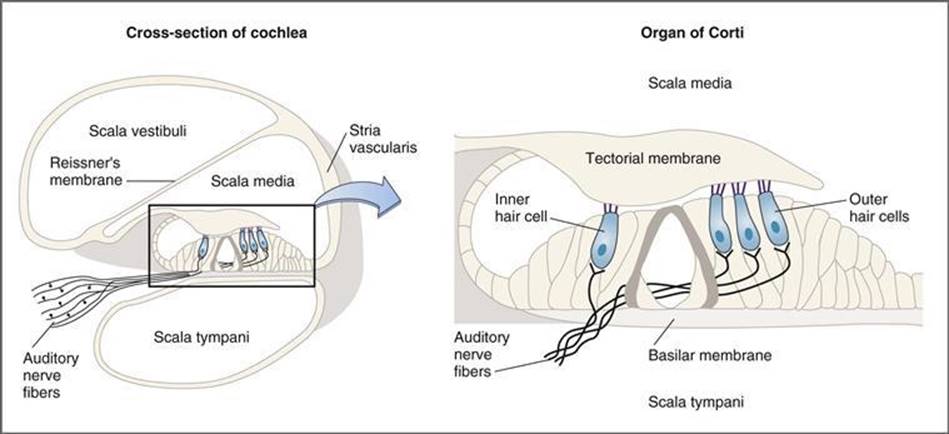 Cross section of the cochlea showing the three scalae and Organ of Corti
