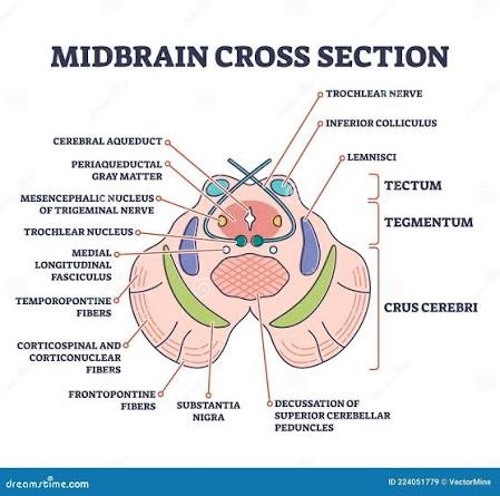 Figure 2.2: Cross-section of the midbrain showing tegmentum structures: red nucleus, periaqueductal gray, and cranial nerve rootlets.