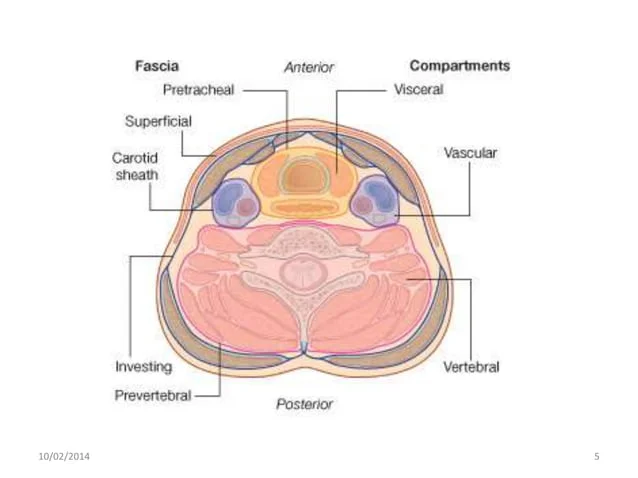[IMAGE PLACEHOLDER: Cross-section of the neck showing the fascial layers and compartments. Anterior shows the Pretracheal fascia enclosing the Visceral compartment. Lateral shows the Carotid sheath enclosing the Vascular compartments. Posterior shows the Prevertebral fascia enclosing the Vertebral compartment. The Investing fascia surrounds the entire outer layer.]
