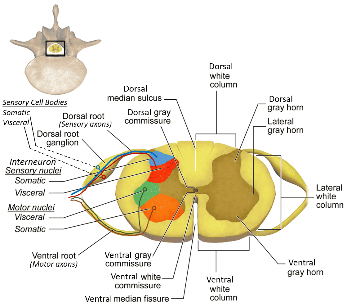 Figure 4.3: Cross-section of the spinal cord showing gray matter horns, white matter funiculi, and central canal.