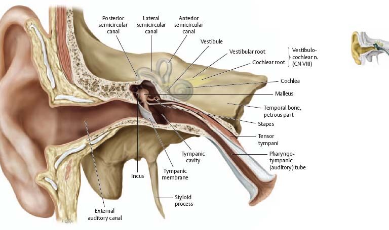 Physiology of Hearing: From Sound Waves to Auditory Perception