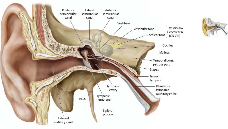 Cross section of the temporal bone showing the outer, middle, and inner ear structures