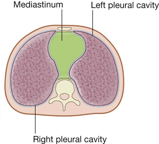 Cross-section of the thorax showing the position of the mediastinum, lungs & pleural cavities
