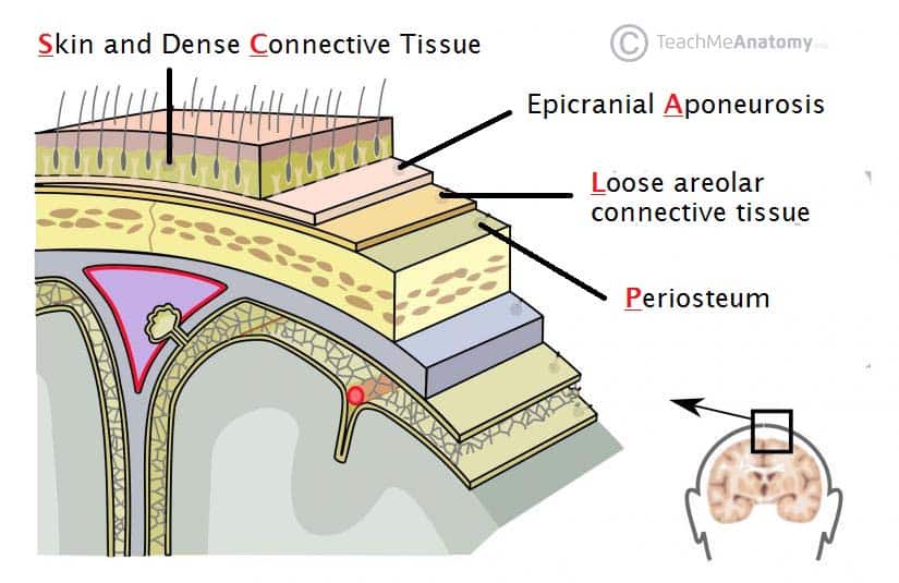 [IMAGE PLACEHOLDER: Cross-sectional diagram of the skull and scalp showing the 5 distinct S.C.A.L.P. layers, with emissary veins bridging the areolar tissue to the dural sinuses]