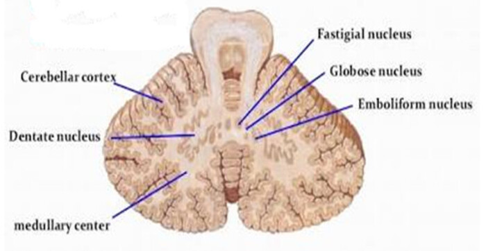 Figure 3.3: Deep cerebellar nuclei from lateral to medial: dentate, emboliform, globose, and fastigial.
