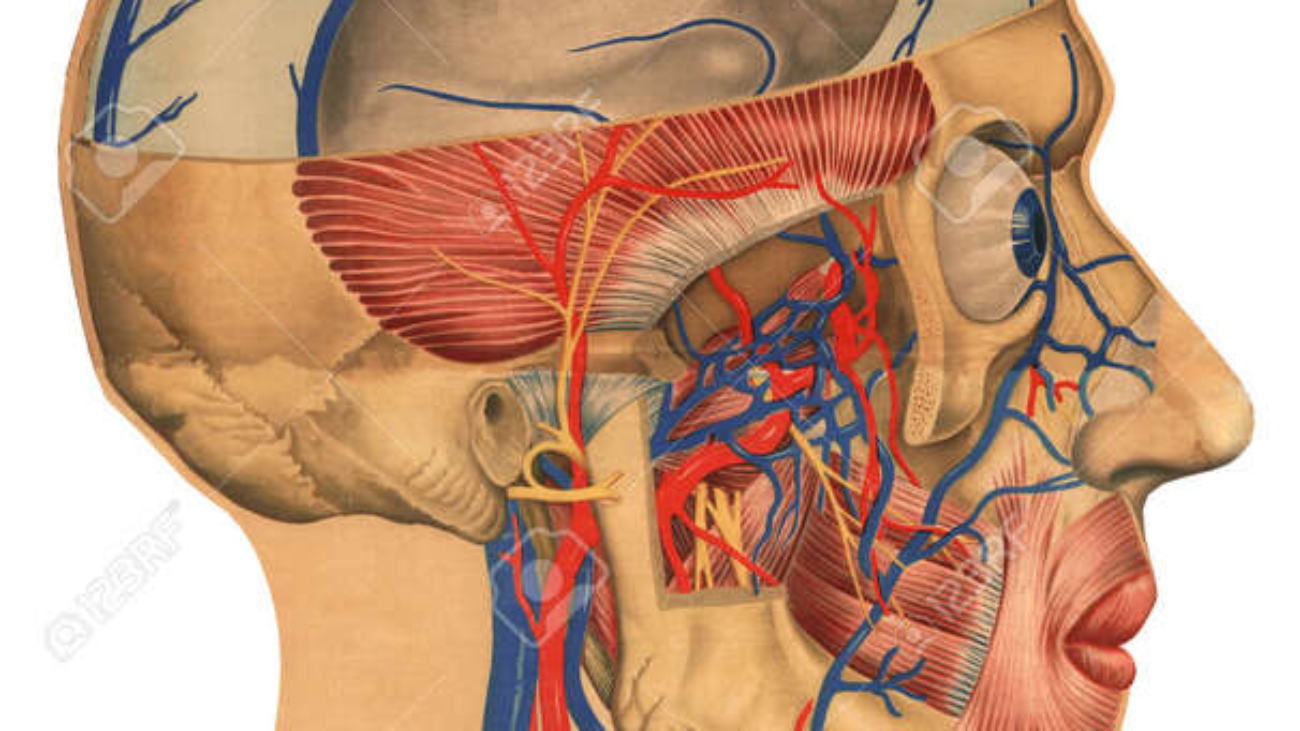 Deep Structures of the Head