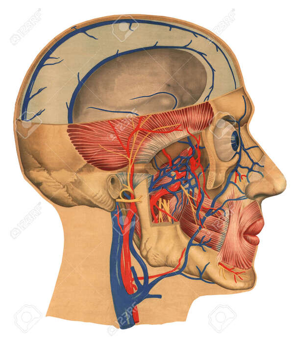Deep Structures of the Head