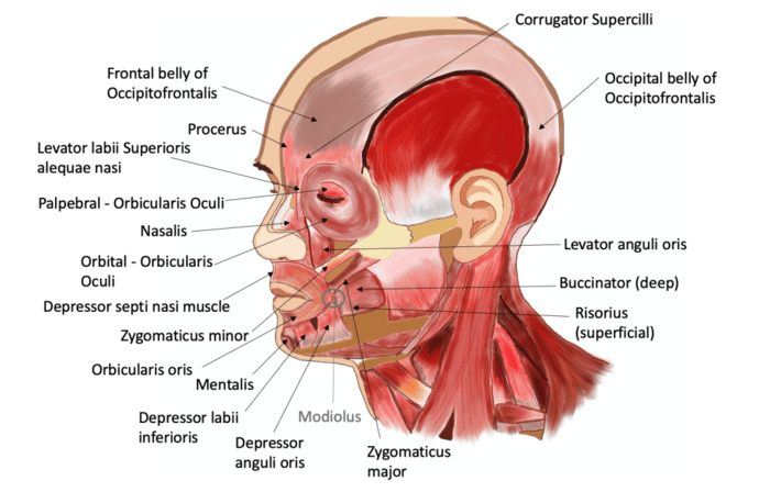 [IMAGE PLACEHOLDER: Detailed anterior and lateral views of the face illustrating the complex network of facial muscles interacting around the eyes, nose, and mouth]