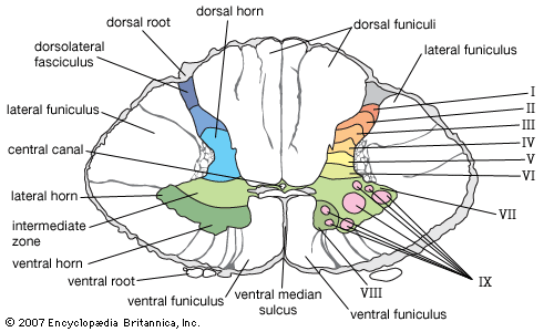 Figure 4.4: Detailed cross-section showing fasciculi, funiculi, and Rexed laminae organization.