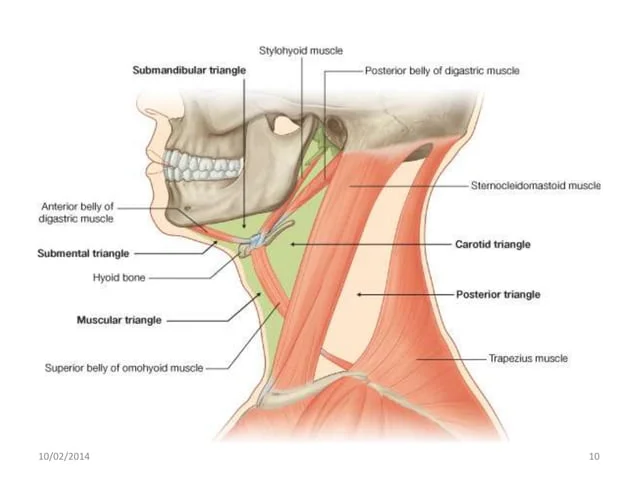 [IMAGE PLACEHOLDER: Detailed diagram of the subdivided Anterior Triangle. Clearly labels the Submandibular, Submental, Muscular, and Carotid triangles defined by the digastric and omohyoid muscles.]