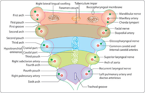 Diagram illustrating the complete overview of Pharyngeal Arches I, II, III, IV, and VI with their respective nerves, arteries, muscles, and cartilages