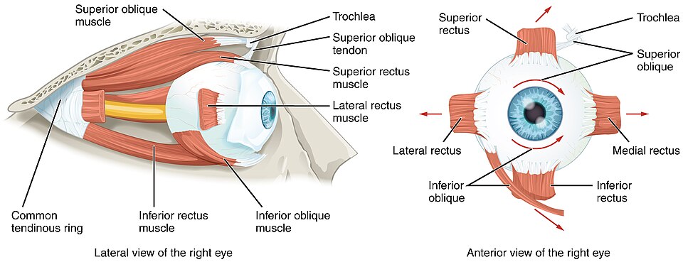 Diagram of the Extraocular Muscles origins and insertions