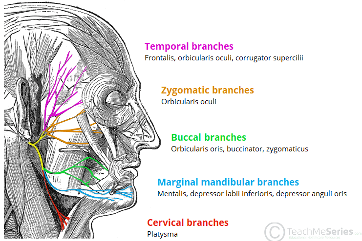 [IMAGE PLACEHOLDER: Diagram of the Facial Nerve exiting the stylomastoid foramen, branching out through the translucent parotid gland into its 5 terminal branches on the face]