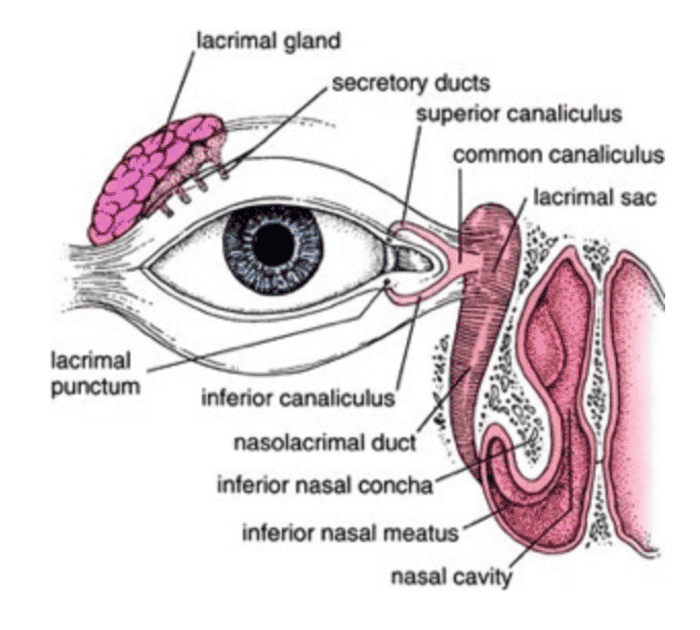 Diagram showing the flow of tears from the lacrimal gland to the nasal cavity