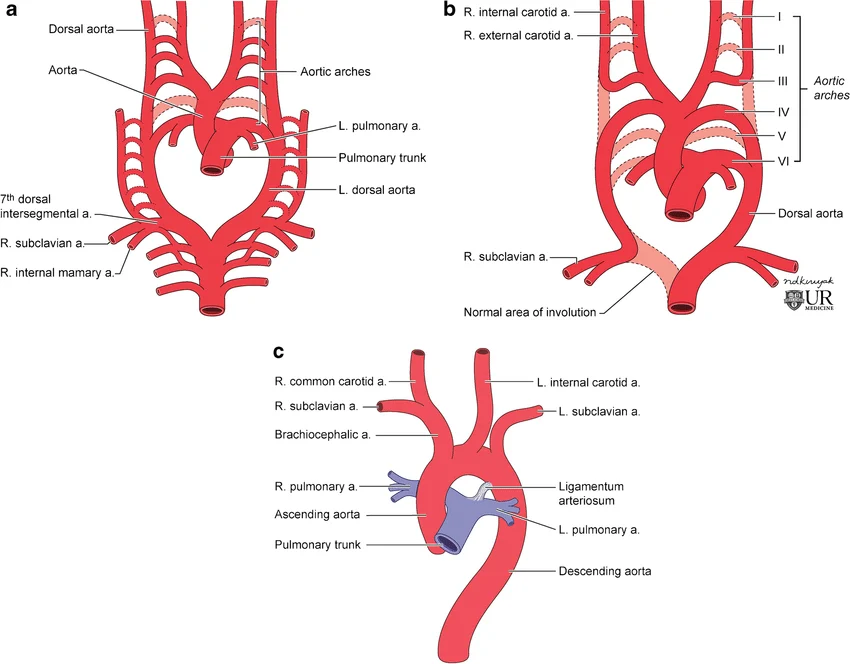 Diagram showing the remodeling of the six aortic arches into the definitive adult cardiovascular structures like the aorta and pulmonary trunk