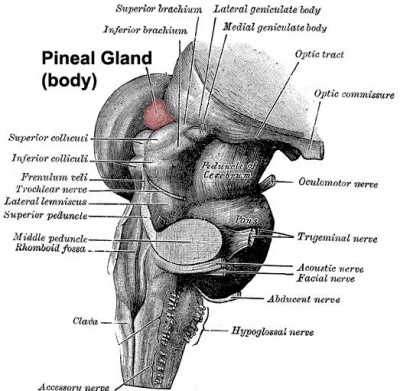 Figure 1.8: Dorsal view showing the pineal gland, habenular nuclei, and surrounding structures.