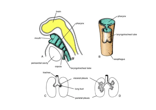 Formation of pleural cavity during lung development showing coelomic cavity and laryngotracheal tube