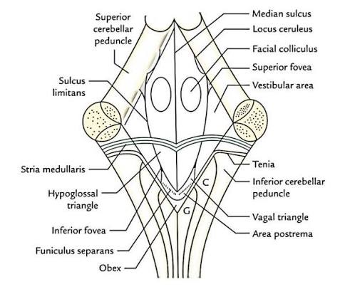 Figure 5.2: Floor of the fourth ventricle (rhomboid fossa) showing the median sulcus, facial colliculus, and other landmarks.