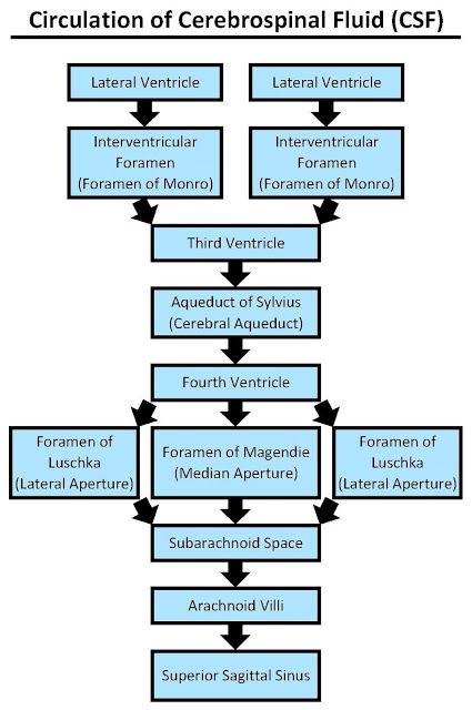 Flowchart showing the step-by-step pathway of CSF from production to resorption