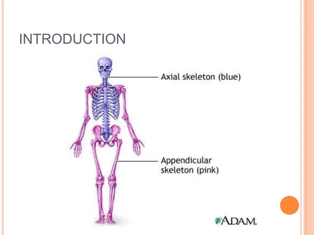 [IMAGE PLACEHOLDER: Full body skeleton highlighting the Axial Skeleton in blue and Appendicular Skeleton in pink]