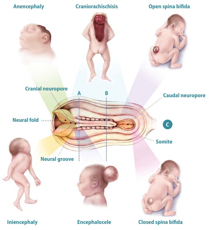 Figure 5: High-Yield Clinical Embryology (The Differentiator)