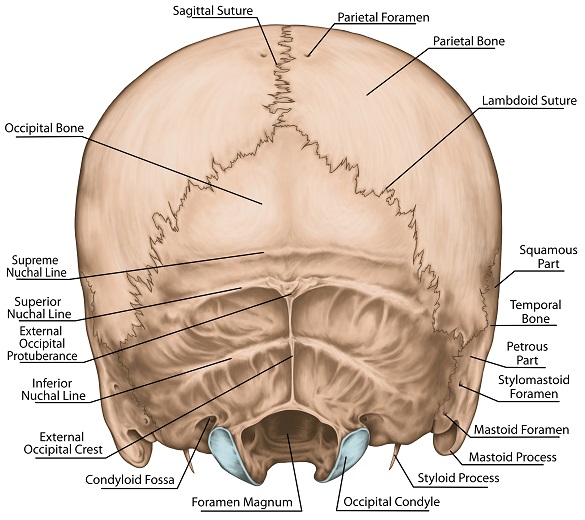 [IMAGE PLACEHOLDER: Inferior/Posterior view of the Occipital bone showing the Foramen Magnum, Occipital Condyles, and Nuchal Lines]