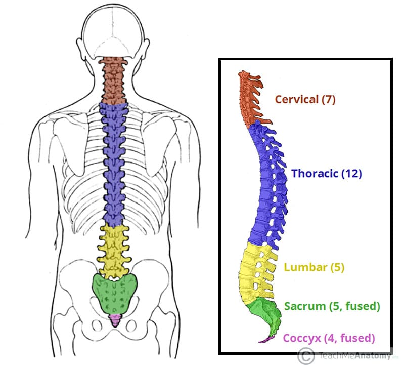 [IMAGE PLACEHOLDER: Lateral and Posterior views of the full Vertebral Column, color-coded to show Cervical, Thoracic, Lumbar, Sacral, and Coccyx regions]
