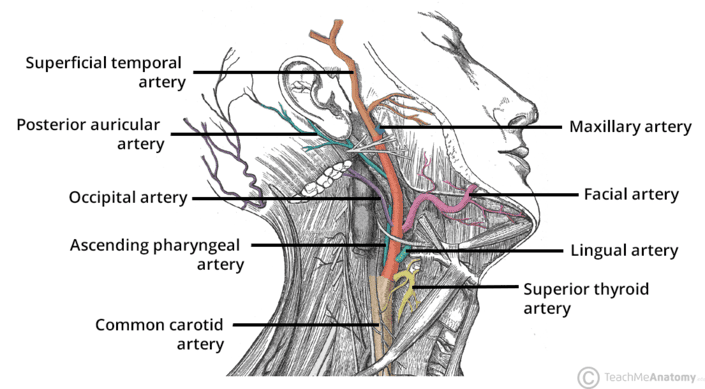 [IMAGE PLACEHOLDER: Lateral vascular map of the head and neck, showing the External Carotid Artery branching into the tortuous Facial Artery and ascending Superficial Temporal Artery, alongside the major venous drainage routes]