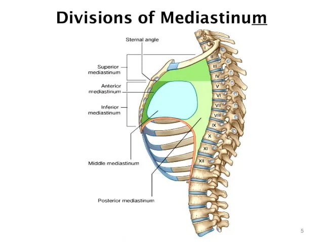 Lateral schematic diagram showing the Superior, Anterior, Middle, and Posterior Mediastinal compartments divided by the Transverse Thoracic Plane