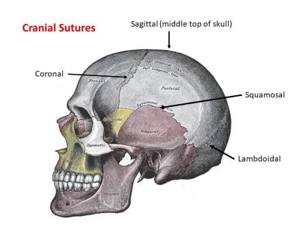 [IMAGE PLACEHOLDER: Lateral view of Parietal bones highlighting the Sagittal, Coronal, Lambdoid, and Squamous sutures]