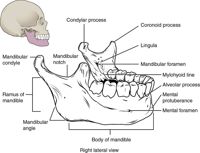 [IMAGE PLACEHOLDER: Lateral view of the Mandible showing the Body, Ramus, Angle, Condylar process, Coronoid process, and Mental foramen]