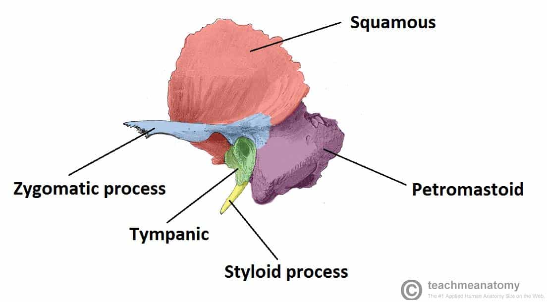 [IMAGE PLACEHOLDER: Lateral view of the Temporal Bone showing the Squamous portion, Mastoid process, Styloid process, and Zygomatic process]