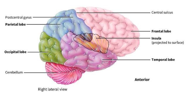 Figure 1.1: Lateral view of the brain showing the four major lobes, central sulcus, and key landmarks.