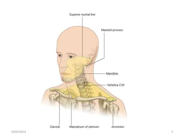 [IMAGE PLACEHOLDER: Lateral view of the head and upper torso, highlighting the neck region in yellow. Shows the Superior nuchal line, Mastoid process, Mandible, Vertebra C7, Clavicle, Manubrium of sternum, and Acromion]