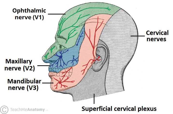 [IMAGE PLACEHOLDER: Lateral view of the head mapping the sensory dermatomes of V1, V2, and V3 (Trigeminal), alongside the cervical plexus territories (C2, C3) on the scalp and neck]